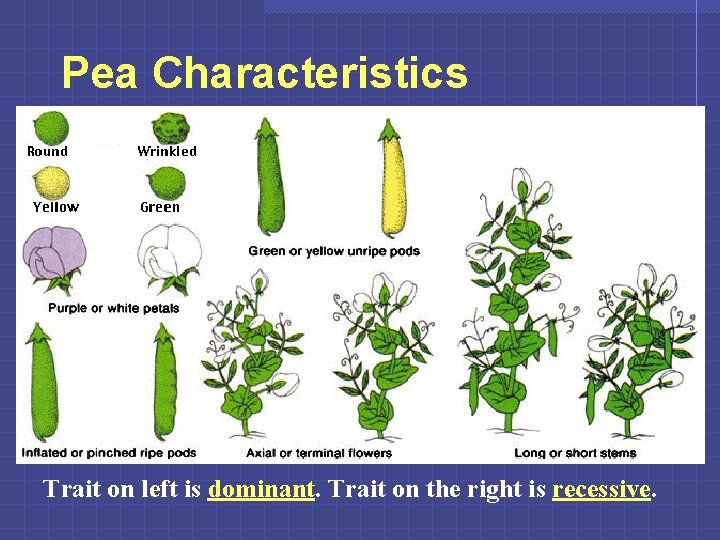 Pea Characteristics Trait on left is dominant. Trait on the right is recessive. 