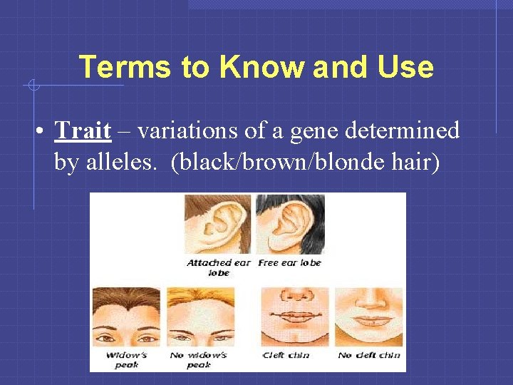 Terms to Know and Use • Trait – variations of a gene determined by