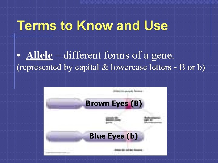 Terms to Know and Use • Allele – different forms of a gene. (represented