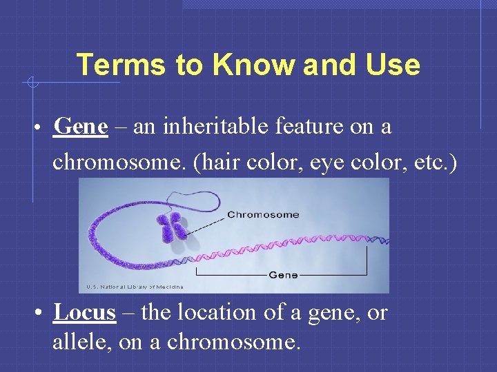 Terms to Know and Use • Gene – an inheritable feature on a chromosome.