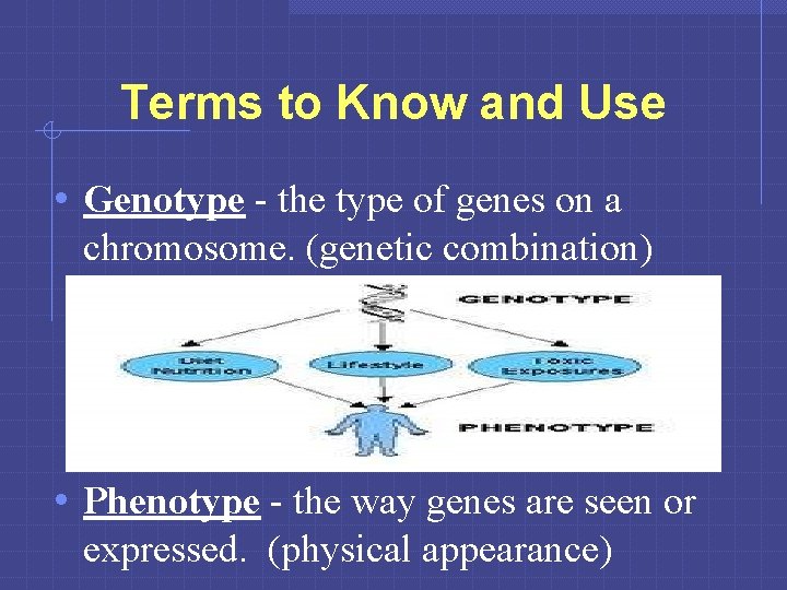 Terms to Know and Use • Genotype - the type of genes on a