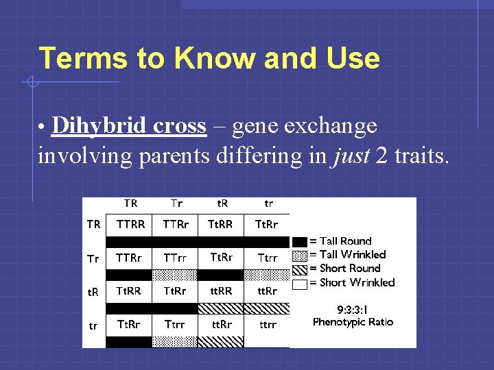 Terms to Know and Use • Dihybrid cross – gene exchange involving parents differing