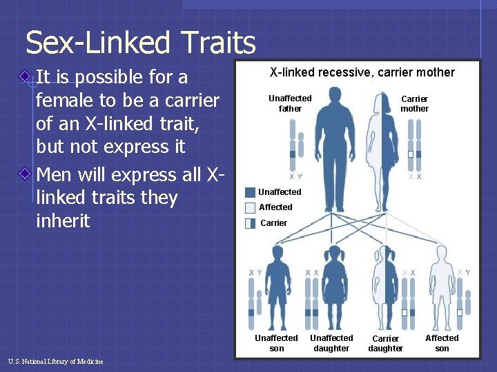 Sex-Linked Traits It is possible for a female to be a carrier of an