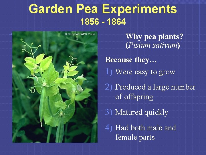 Garden Pea Experiments 1856 - 1864 Why pea plants? (Pisium sativum) Because they… 1)