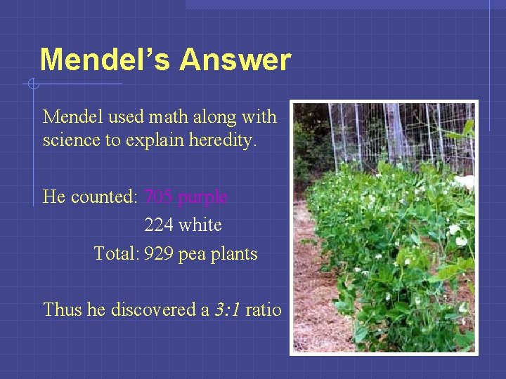 Mendel’s Answer Mendel used math along with science to explain heredity. He counted: 705