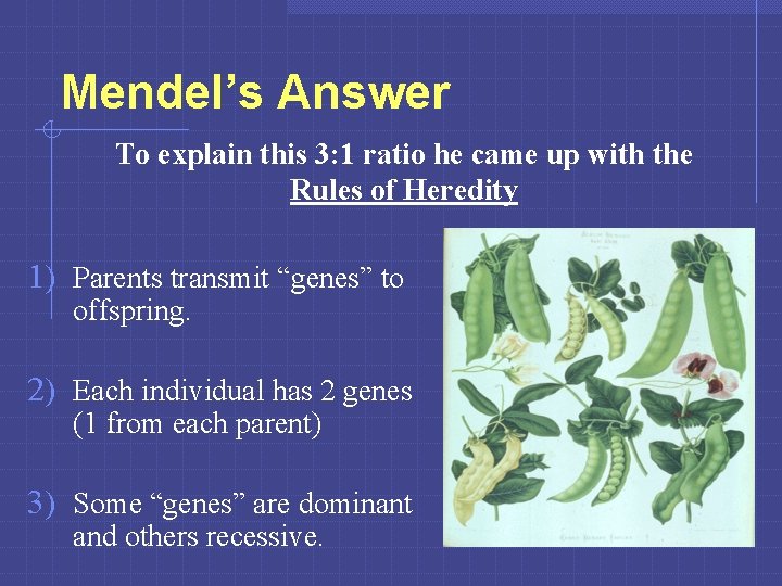 Mendel’s Answer To explain this 3: 1 ratio he came up with the Rules