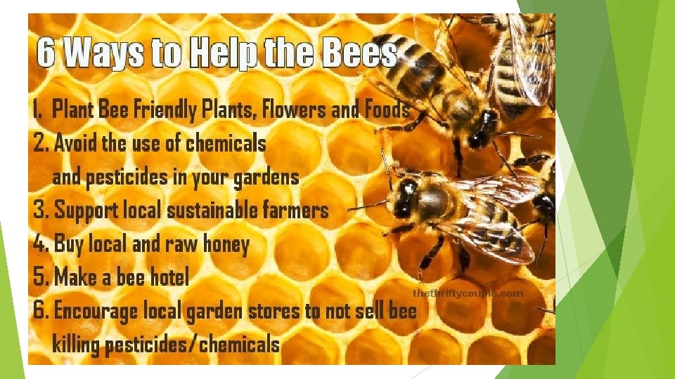 The Buzz About Colony Collapse Disorder Case Study