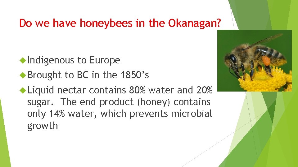 Do we have honeybees in the Okanagan? Indigenous Brought Liquid to Europe to BC