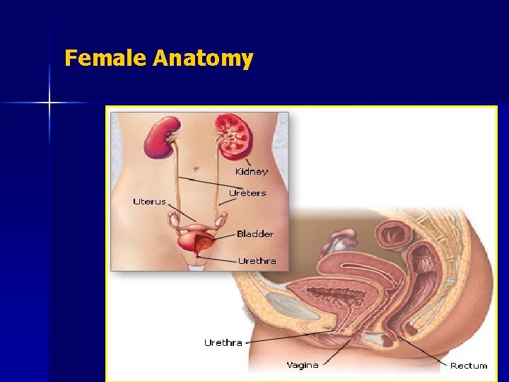 Female Anatomy 