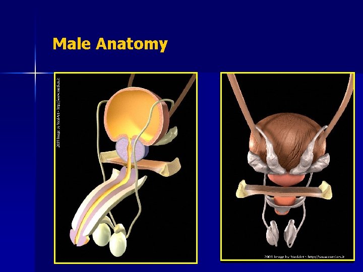 Male Anatomy 