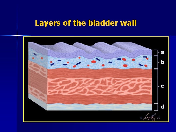 Layers of the bladder wall 