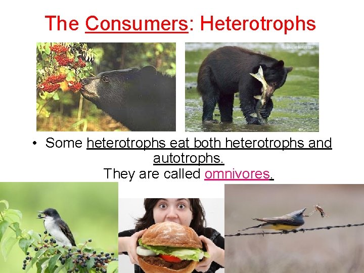 The Consumers: Heterotrophs • Some heterotrophs eat both heterotrophs and autotrophs. They are called