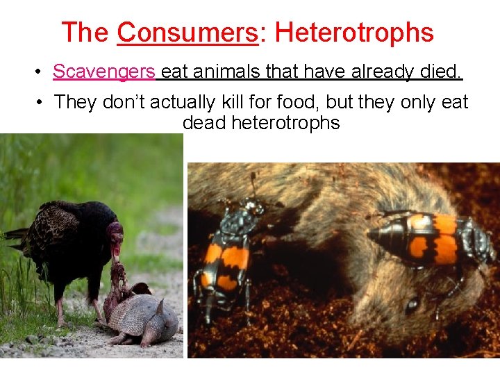 The Consumers: Heterotrophs • Scavengers eat animals that have already died. • They don’t