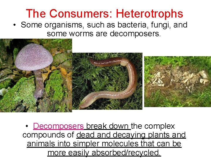 The Consumers: Heterotrophs • Some organisms, such as bacteria, fungi, and some worms are