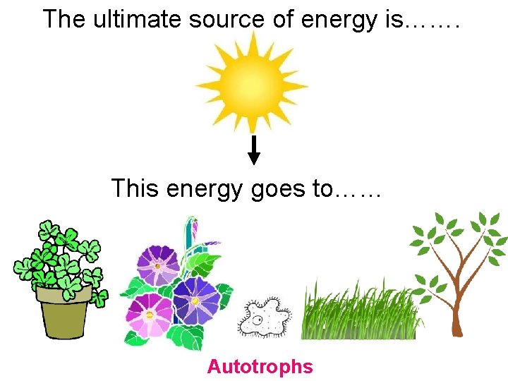 The ultimate source of energy is……. This energy goes to…… Autotrophs 