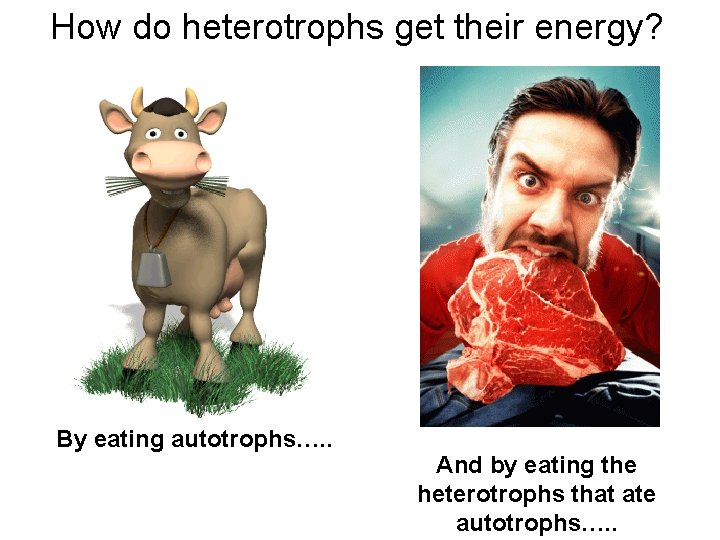 How do heterotrophs get their energy? By eating autotrophs…. . And by eating the