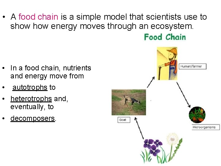  • A food chain is a simple model that scientists use to show