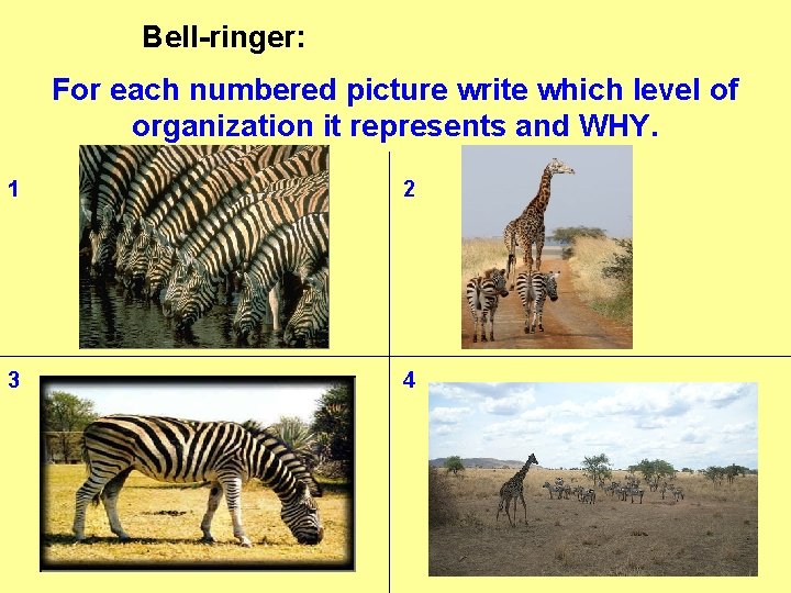 Bell-ringer: For each numbered picture write which level of organization it represents and WHY.