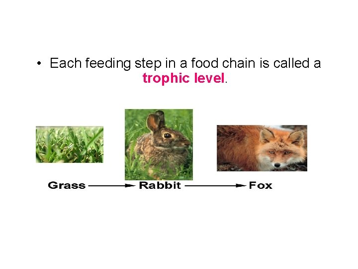  • Each feeding step in a food chain is called a trophic level.