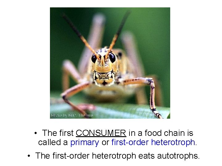  • The first CONSUMER in a food chain is called a primary or