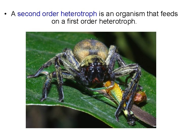  • A second order heterotroph is an organism that feeds on a first