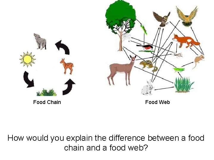 Food Chain Food Web How would you explain the difference between a food chain