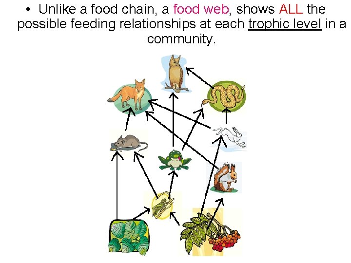  • Unlike a food chain, a food web, shows ALL the possible feeding