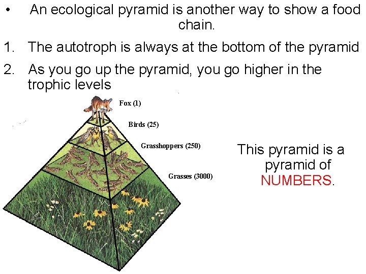  • An ecological pyramid is another way to show a food chain. 1.