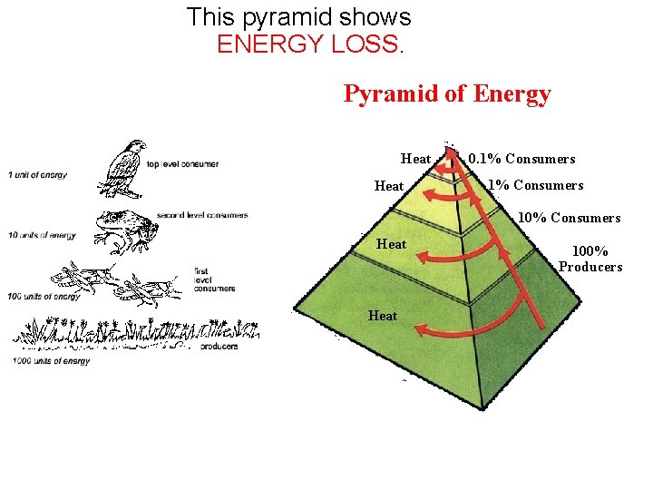 This pyramid shows ENERGY LOSS. Pyramid of Energy Heat 0. 1% Consumers 10% Consumers
