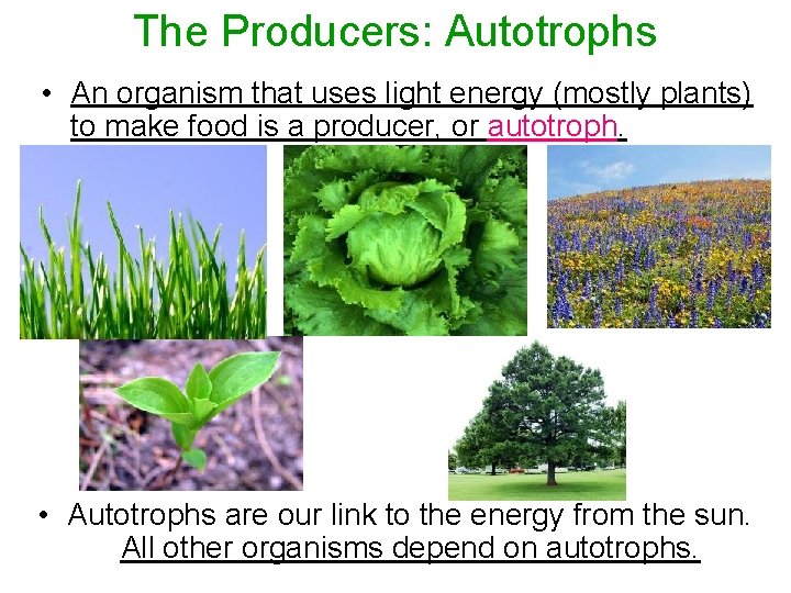 The Producers: Autotrophs • An organism that uses light energy (mostly plants) to make