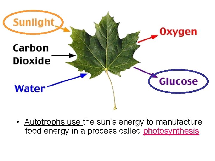  • Autotrophs use the sun’s energy to manufacture food energy in a process