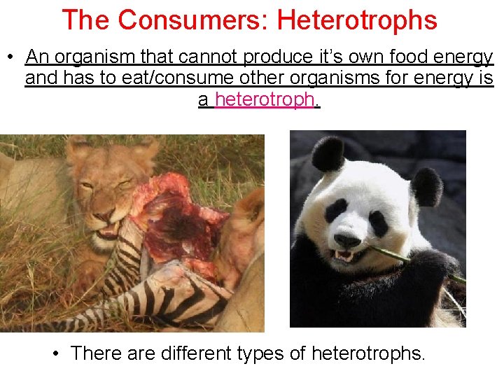 The Consumers: Heterotrophs • An organism that cannot produce it’s own food energy and