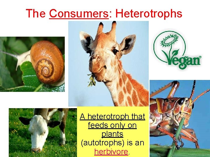 The Consumers: Heterotrophs • A heterotroph that feeds only on plants (autotrophs) is an