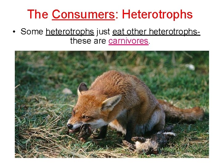 The Consumers: Heterotrophs • Some heterotrophs just eat other heterotrophsthese are carnivores. 