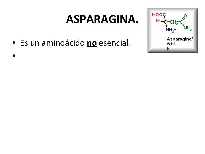 ASPARAGINA. • Es un aminoácido no esencial. • 