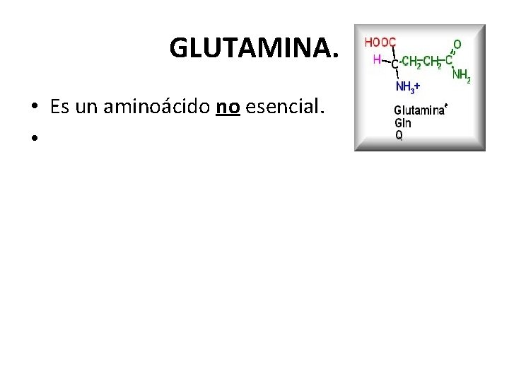 GLUTAMINA. • Es un aminoácido no esencial. • 