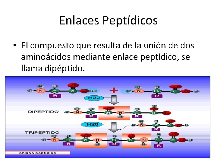 Enlaces Peptídicos • El compuesto que resulta de la unión de dos aminoácidos mediante