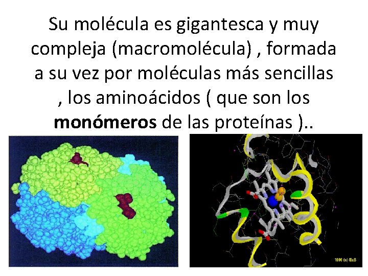 Su molécula es gigantesca y muy compleja (macromolécula) , formada a su vez por
