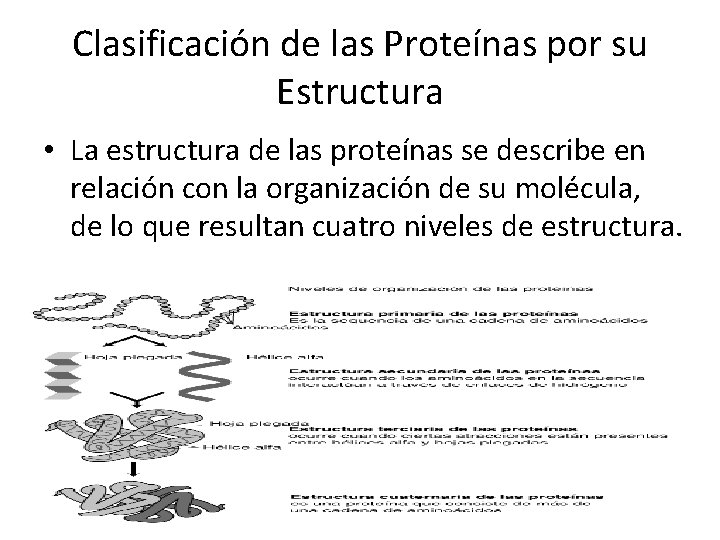 Clasificación de las Proteínas por su Estructura • La estructura de las proteínas se
