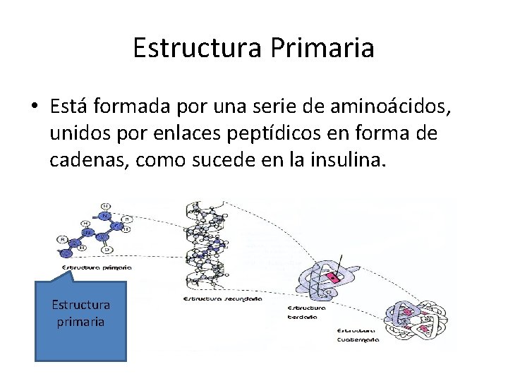 Estructura Primaria • Está formada por una serie de aminoácidos, unidos por enlaces peptídicos