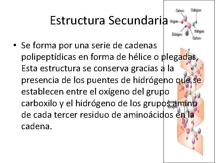Estructura Secundaria • Se forma por una serie de cadenas polipeptídicas en forma de