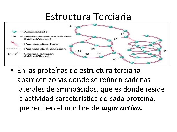 Estructura Terciaria • En las proteínas de estructura terciaria aparecen zonas donde se reúnen