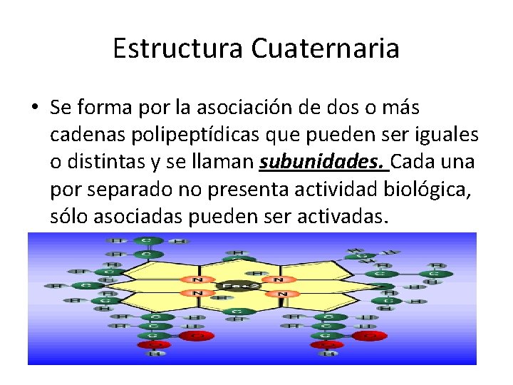 Estructura Cuaternaria • Se forma por la asociación de dos o más cadenas polipeptídicas