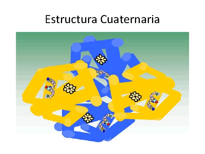 Estructura Cuaternaria 
