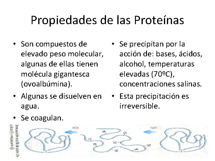 Propiedades de las Proteínas • Son compuestos de • Se precipitan por la elevado