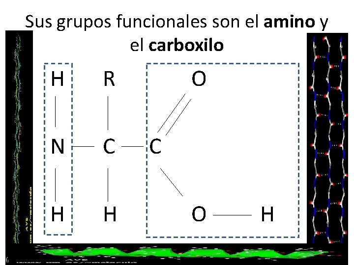 Sus grupos funcionales son el amino y el carboxilo H R N C H