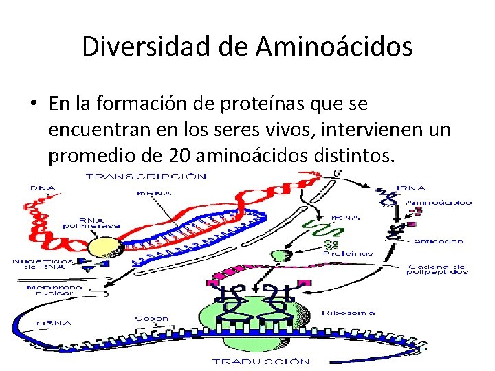 Diversidad de Aminoácidos • En la formación de proteínas que se encuentran en los