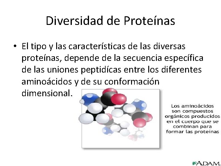 Diversidad de Proteínas • El tipo y las características de las diversas proteínas, depende