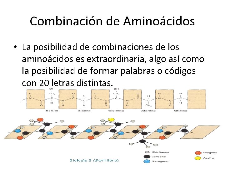 Combinación de Aminoácidos • La posibilidad de combinaciones de los aminoácidos es extraordinaria, algo