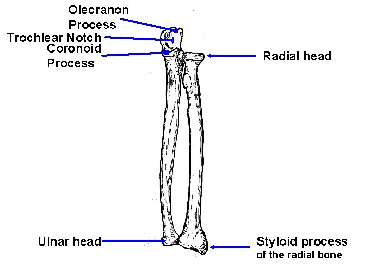 Olecranon Process Trochlear Notch Coronoid Process Ulnar head Radial head Styloid process of the
